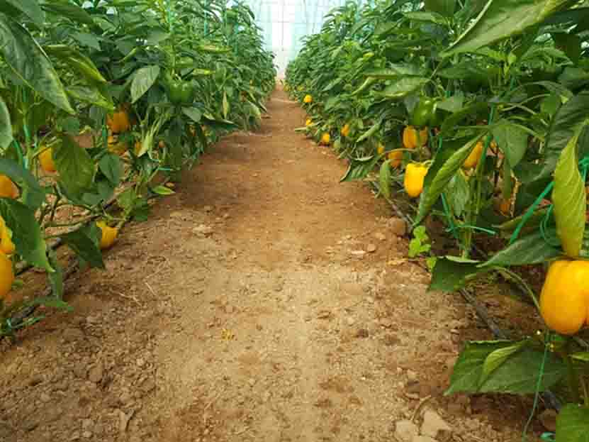 حمایت ۴۴ میلیاردی بانک کشاورزی از راه اندازی گلخانه پرورش سبزی و صیفی در استان یزد