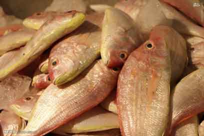 جا ماندن ایران از جهان در توسعه پرورش ماهی تیلاپیا/ استفاده از لفظ ماهی فقرا برای تیلاپیا ضدارزش است