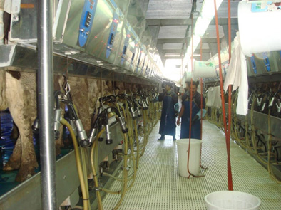 حمایت ۲۵۰ میلیاردی بانک کشاورزی از راه اندازی گاوداری شیری ۳۰۰۰ راسی در استان آذربایجان شرقی