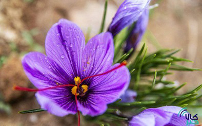 گشایش یک انبار جدید زعفران در بورس کالا