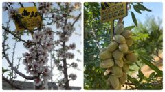 کشت بادام تونو در ایران، راهی به سوی سوددهی سریع و میلیاردی