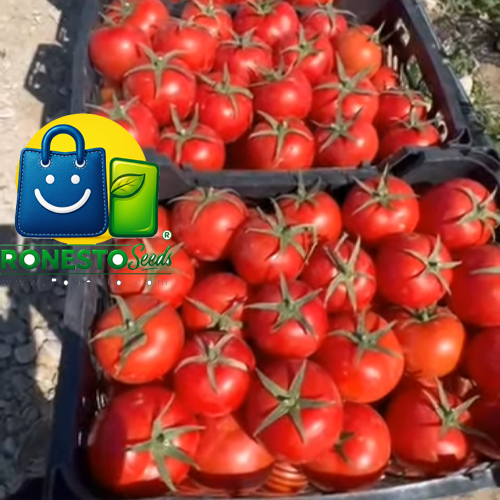 تفاوت بذر هیبرید با بذراستاندارد در تناژ است