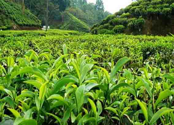 ۵۰ درصد باغات چای کشور تبدیل به ویلا شدند/ ۱۰ هزار تن محصول را با ۹۷ سنت صادر کردیم/ از آلمان چای وارد می‌کنیم