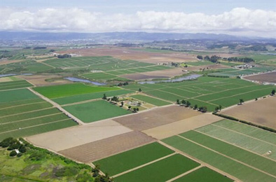 رشد ۳۳ درصدی تعداد بیمه نامه های صادره توسط صندوق بیمه کشاورزی در سه ماهه ابتدای سال زراعی جاری