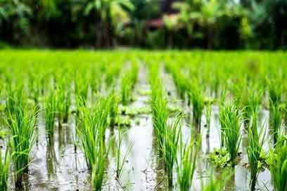 کشت ۸ هزار هکتار برنج در لرستان/ سطح آب‌های زیرزمینی کاهش یافت