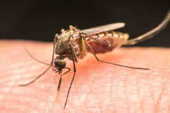 گرمایش جهان به معنای گسترش بیماری مالاریا است