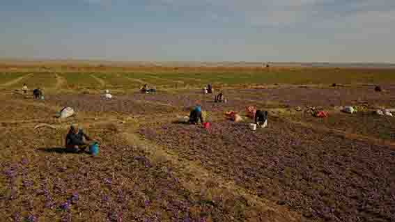 پرداخت تسهیلات ۵٠ میلیون تومانی به زعفران‌کاران توسط ستاد اجرایی فرمان امام