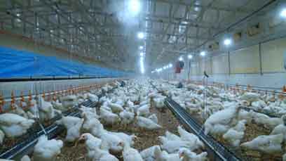 حمایت ۶۰ میلیاردی بانک کشاورزی استان بوشهر از راه اندازی نخستین واحد تولید تخم مرغ نطفه دار در نوار ساحلی جنوب کشور