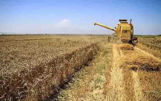 حجم زیادی از گندم تولیدی به مصرف دام رسید/ خشکسالی باعث کاهش ۴۰ درصدی کشت دیم شد/ خرید ۴.۵ میلیون تن گندم از خارج کشور
