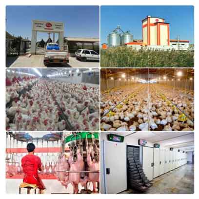 حمایت ۲۴۰ میلیارد ریالی بانک کشاورزی استان گلستان از زنجیره تولید مرغ پیگیر
