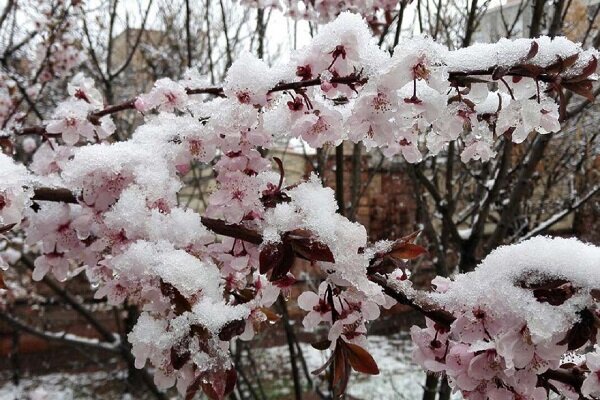 احتمال خسارت به گلخانه ها و شکستن شاخه های درختان