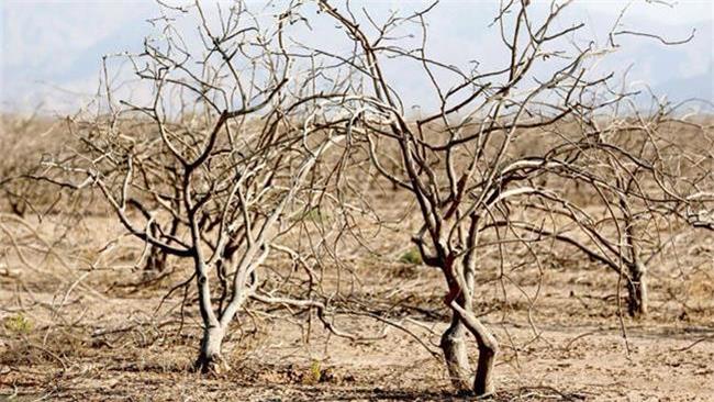 خشکسالی‌ بی‌سابقه در مناطقی از کشور/هشدار به مسئولان آب