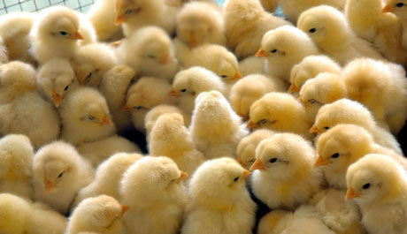 مشاور اتحادیه مرغداران گوشتی مطرح کرد
                                حذف واسطه ها در توزیع جوجه یکروزه/ کمک به کاهش قیمت با واردات
