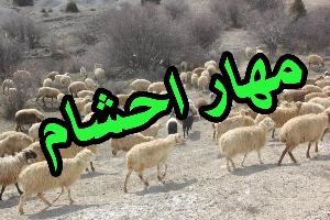 مهار ۶۴۶ راس دام قاچاق در مرزهای کردستان مهار ۶۴۶ راس دام قاچاق در مرزهای کردستان