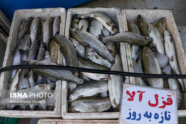 چرا ماهی گران شده است؟