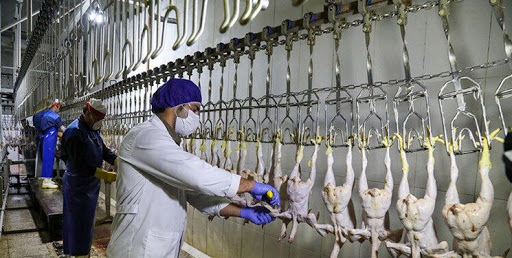 کاهش ۳۰ درصد حجم کار کشتارگاه مرغ