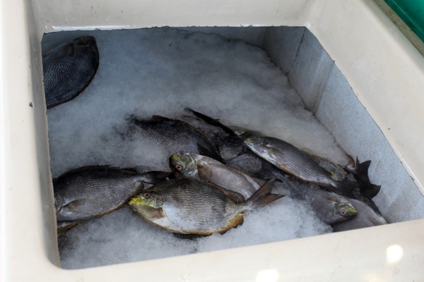 کشف ۲ تن انواع ماهی قاچاق در ابوموسی