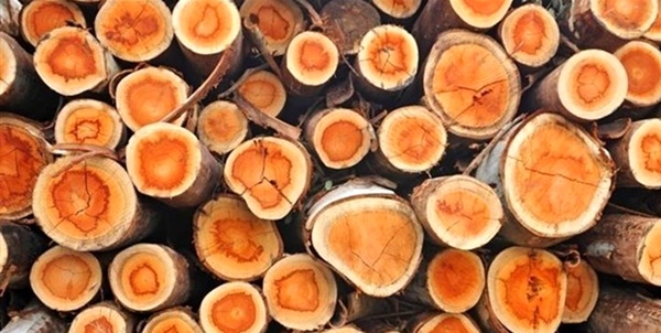 ۶ تن چوب قاچاق در شهریار کشف شد