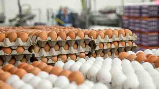 قیمت هر شانه تخم مرغ به ۳۵ هزار تومان رسید