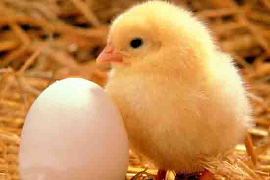 کشتار گسترده مرغ‌ها منجر به افزایش قیمت تخم مرغ شد