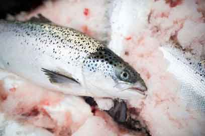 قیمت انواع ماهی در ۲۲ تیر ۱۴۰۰