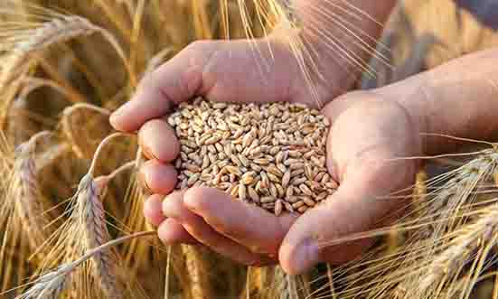 واردات ۶ میلیون تن گندم به کشور