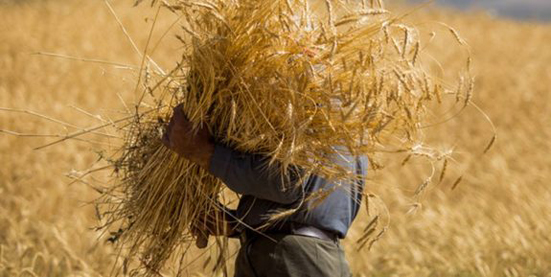اعمال نرخ جدید ۷۵۰۰ تومانی خرید گندم پس از ابلاغ/ بیش از ۴.۵ میلیون تن گندم از کشاورزان خریداری شد/میزان خرید تضمینی کاهش یافت