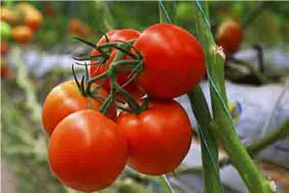 عامل گرانی گوجه فرنگی، کارخانجات تولید رب یا کمبود کشت؟